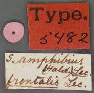 Sivun Schizogenius (Schizogenius) amphibius (Haldeman 1843) kuva