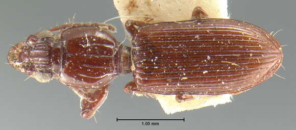 Sivun Schizogenius (Schizogenius) depressus Le Conte 1852 kuva