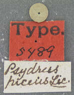 Image of Psydrus