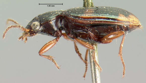 Image of Bembidion (Notaphus) constrictum (Le Conte 1847)