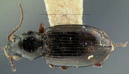 Image of Bembidion (Eupetedromus) aratum (Le Conte 1852)