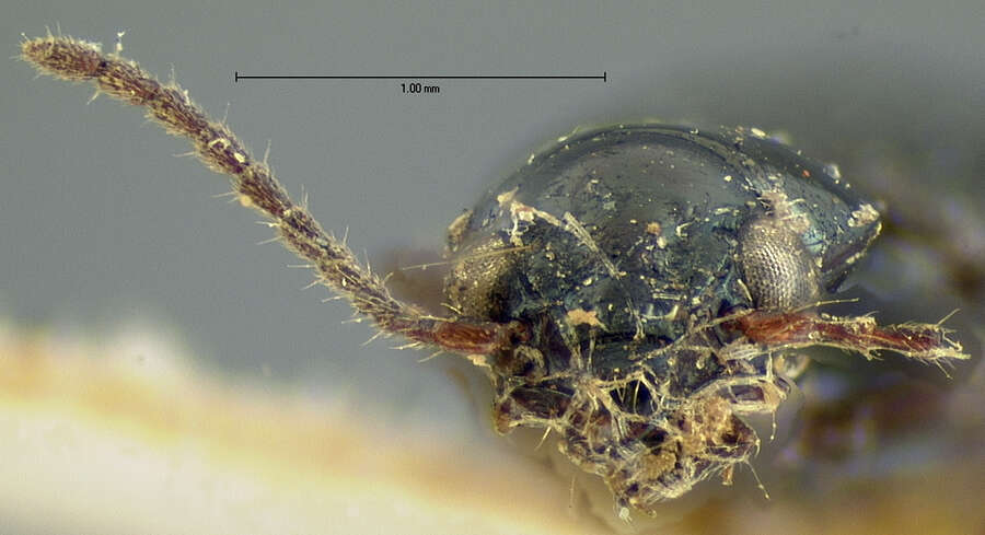 Image of Bembidion (Eupetedromus) aratum (Le Conte 1852)