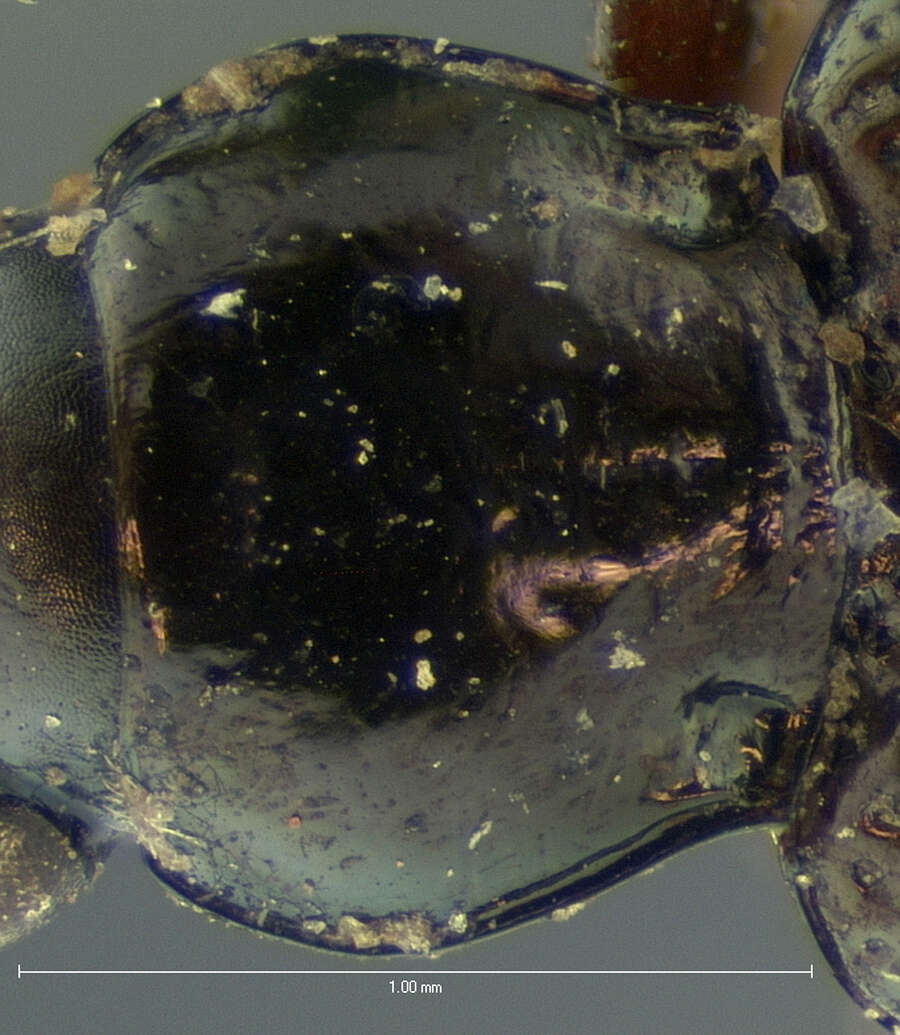 Image of Bembidion (Eupetedromus) aratum (Le Conte 1852)