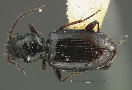 Image of Bembidion (Bembidion) quadrimaculatum dubitans (Le Conte 1852)