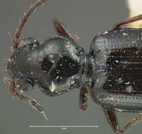 Imagem de Bembidion (Bembidion) quadrimaculatum dubitans (Le Conte 1852)