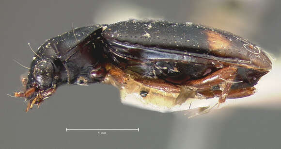 Image of Bembidion (Diplocampa) transparens transparens (Gebler 1830)