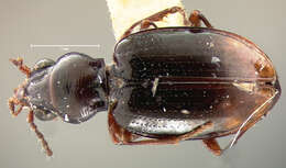 Image of Bembidion (Trepanedoris) anguliferum (Le Conte 1852)