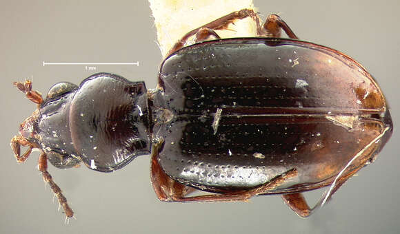 Plancia ëd Bembidion (Trepanedoris) anguliferum (Le Conte 1852)