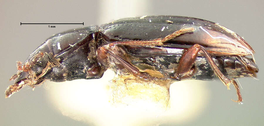 Image of Bembidion (Trepanedoris) anguliferum (Le Conte 1852)