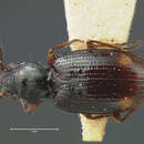 Plancia ëd Bembidion (Trepanedoris) fortestriatum (Motschulsky 1845)