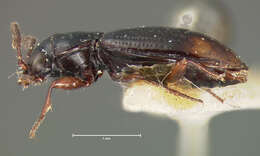 Plancia ëd Bembidion (Trepanedoris) fortestriatum (Motschulsky 1845)