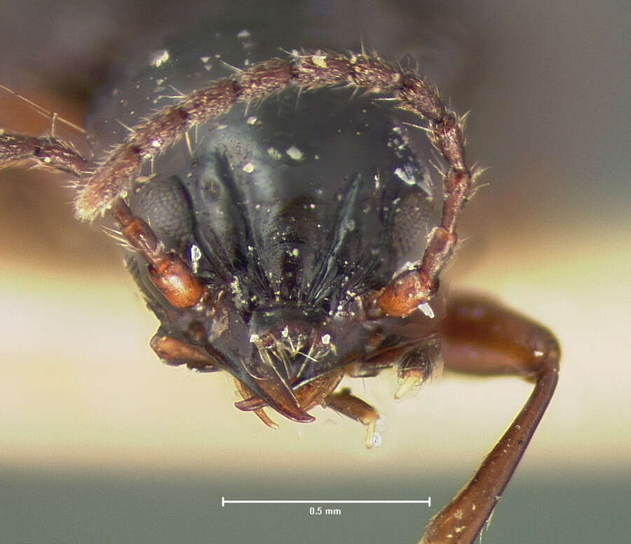 Plancia ëd Bembidion (Trepanedoris) fortestriatum (Motschulsky 1845)