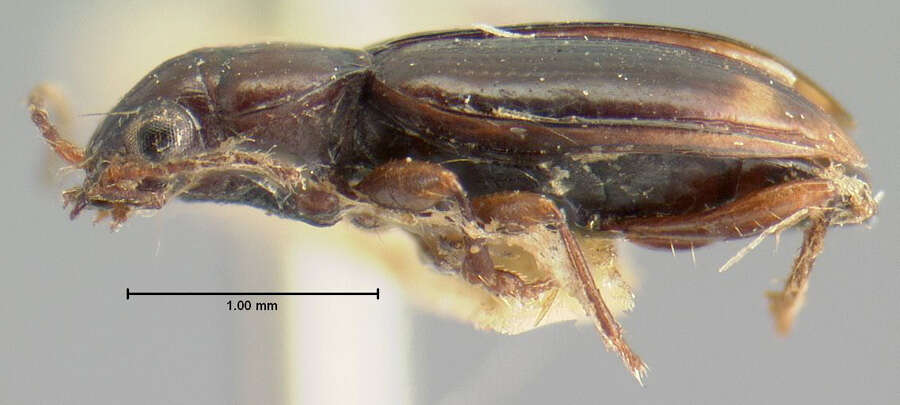 Plancia ëd Bembidion (Trepanedoris) connivens (Le Conte 1852)