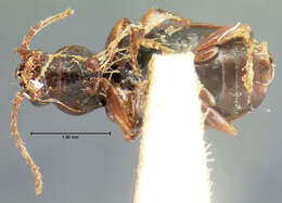 Plancia ëd Bembidion (Trepanedoris) connivens (Le Conte 1852)