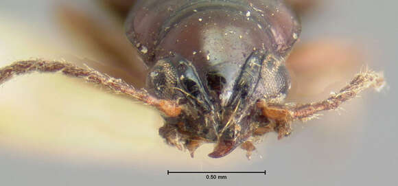 Plancia ëd Bembidion (Trepanedoris) connivens (Le Conte 1852)