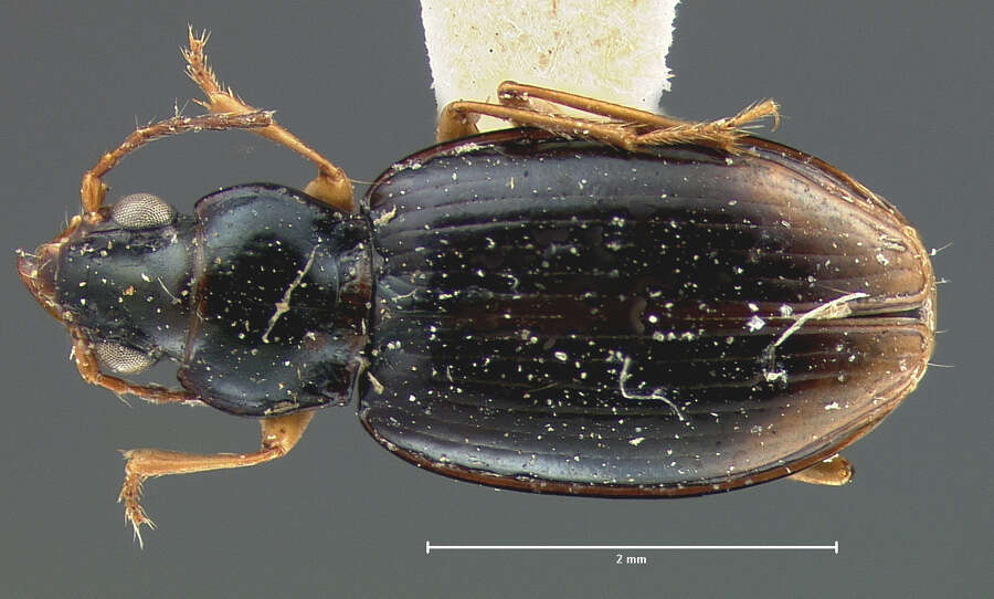 Plancia ëd Bembidion (Trechonepha) iridescens (Le Conte 1852)