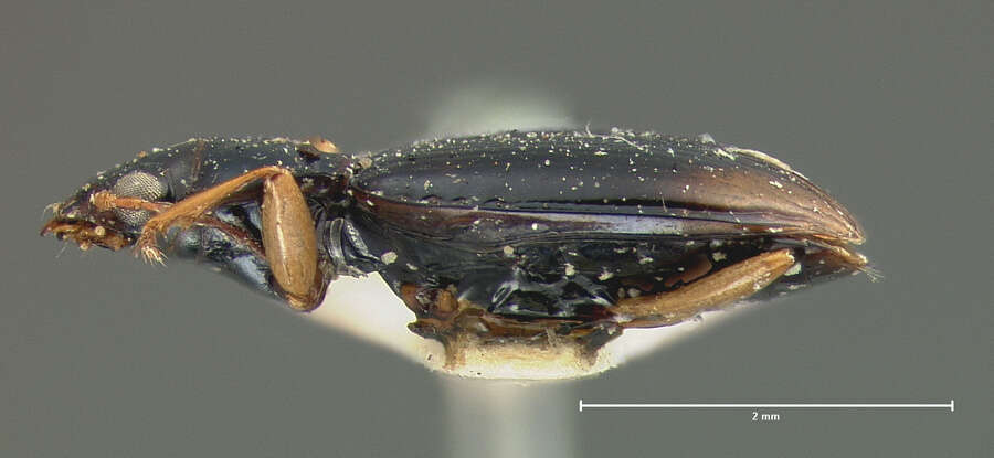 Plancia ëd Bembidion (Trechonepha) iridescens (Le Conte 1852)