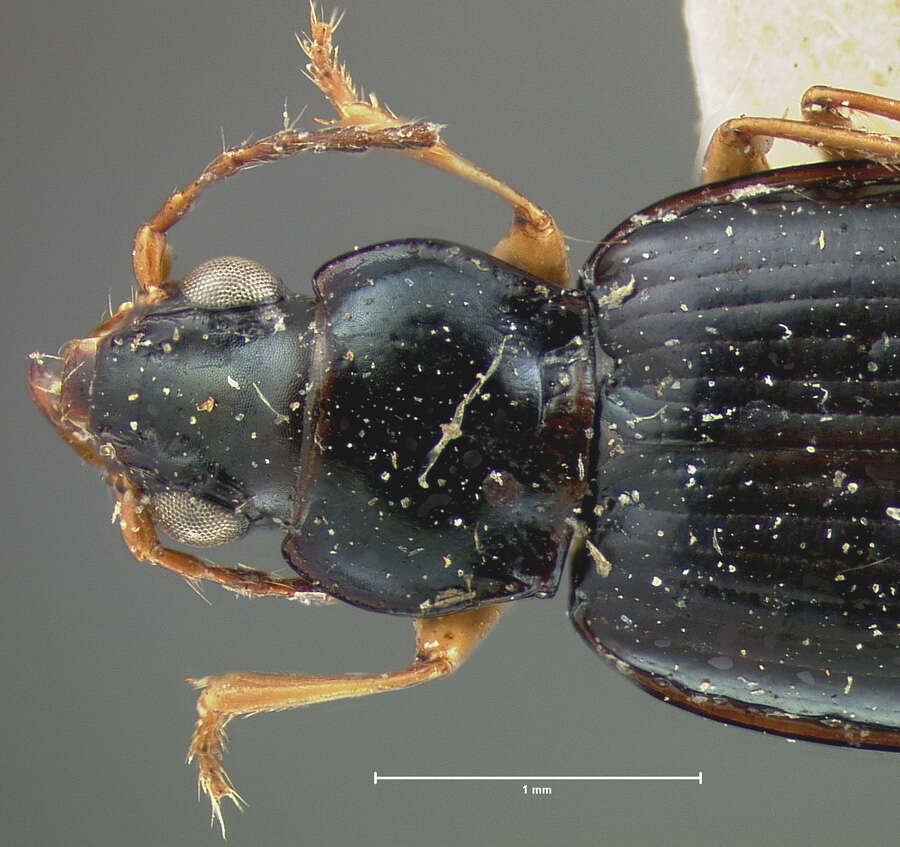 Plancia ëd Bembidion (Trechonepha) iridescens (Le Conte 1852)