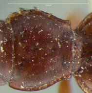 Plancia ëd Bembidion (Lymnaeum) laticeps (Le Conte 1858)