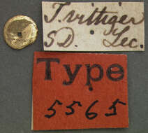 Image of Tachys (Tachys) vittiger Le Conte 1852