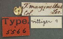 Image of Tachys (Tachys) vittiger Le Conte 1852