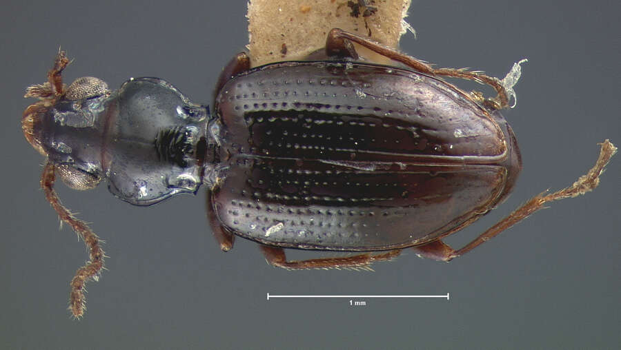 Image of Bembidion (Emphanes) vile (Le Conte 1852)