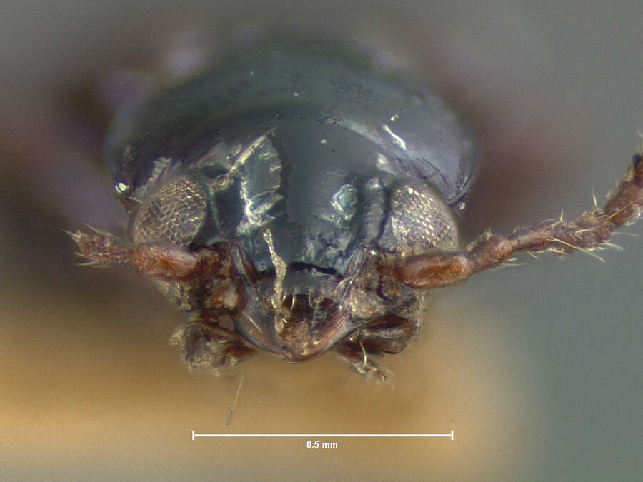 Image of Bembidion (Emphanes) vile (Le Conte 1852)