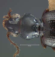 Image of Bembidion (Emphanes) vile (Le Conte 1852)