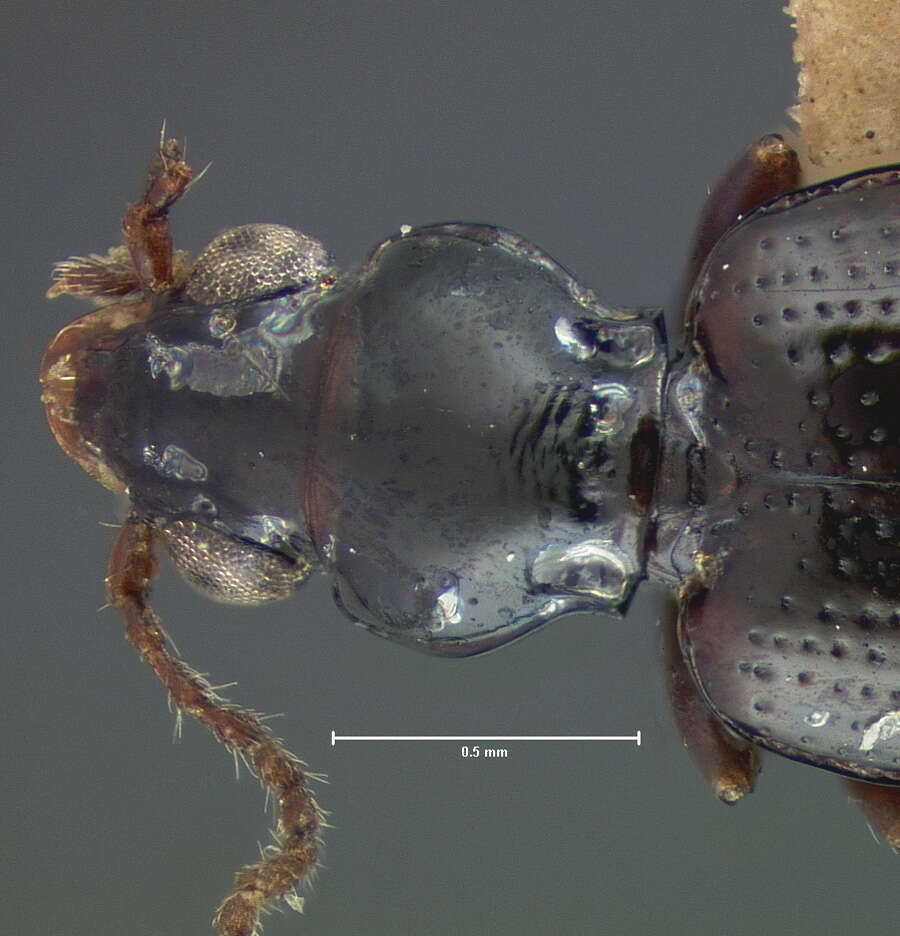 Image of Bembidion (Emphanes) vile (Le Conte 1852)