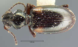 Imagem de Bembidion (Bembidion) quadrimaculatum dubitans (Le Conte 1852)