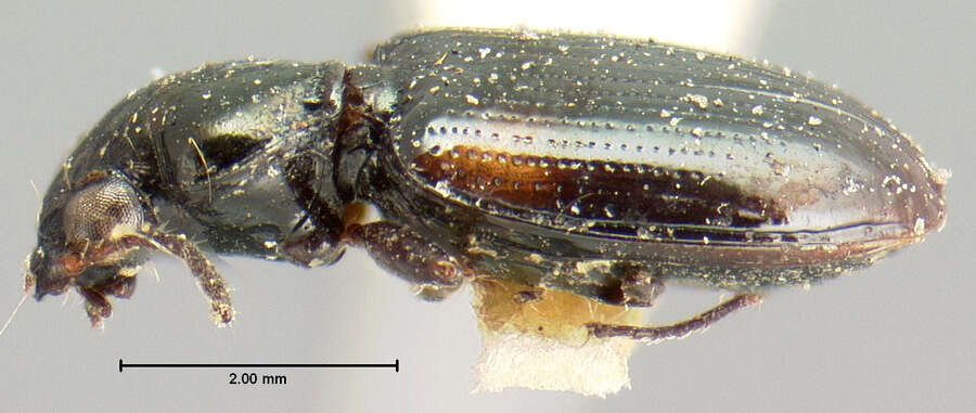 Imagem de Bembidion (Bembidion) quadrimaculatum dubitans (Le Conte 1852)