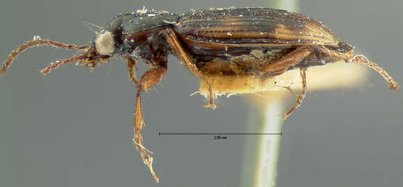 Plancia ëd Bembidion (Notaphus) nubiculosum Chaudoir 1868