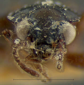 Image of Bembidion (Notaphus) nubiculosum Chaudoir 1868