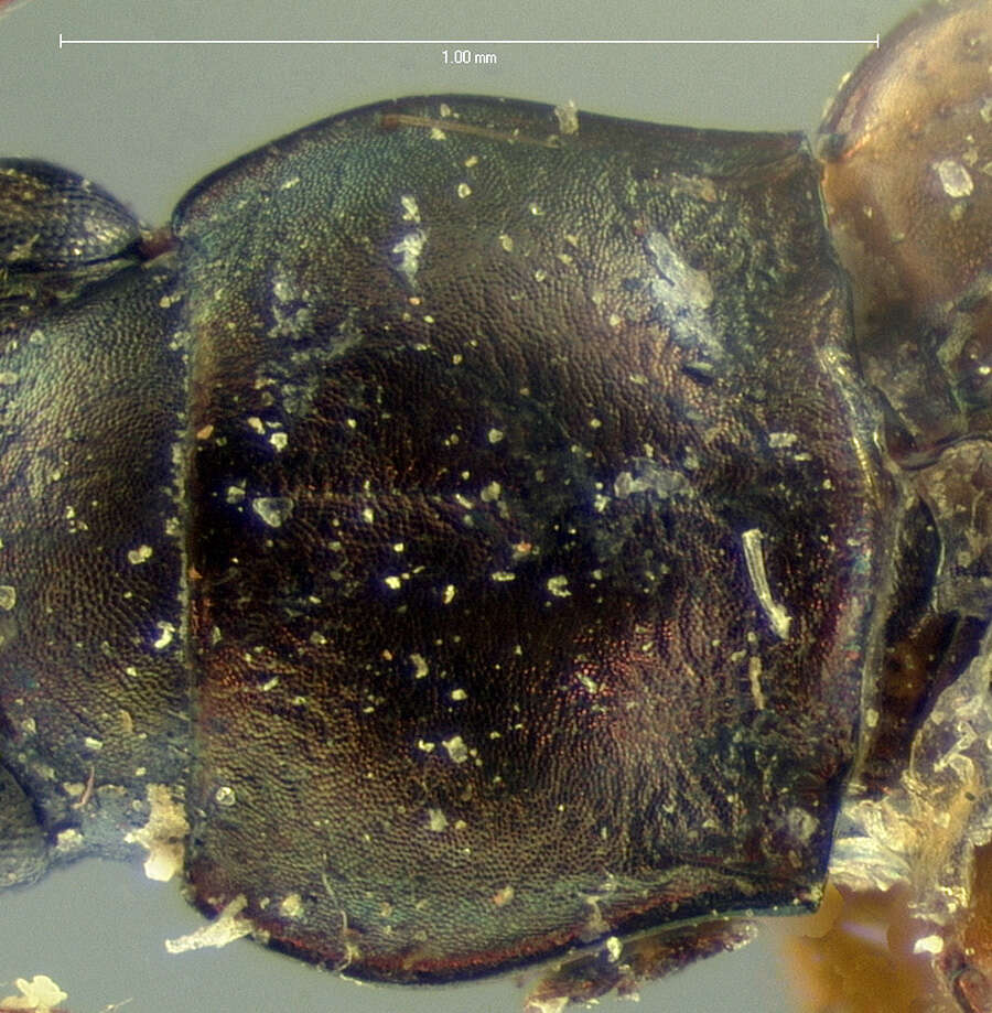 Image of Bembidion (Notaphus) umbratum (Le Conte 1847)