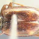 Image of Bembidion (Notaphus) aeneicolle (Le Conte 1847)