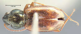 Plancia ëd Bembidion (Notaphus) aeneicolle (Le Conte 1847)