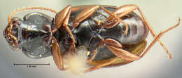 Image of Bembidion (Notaphus) aeneicolle (Le Conte 1847)