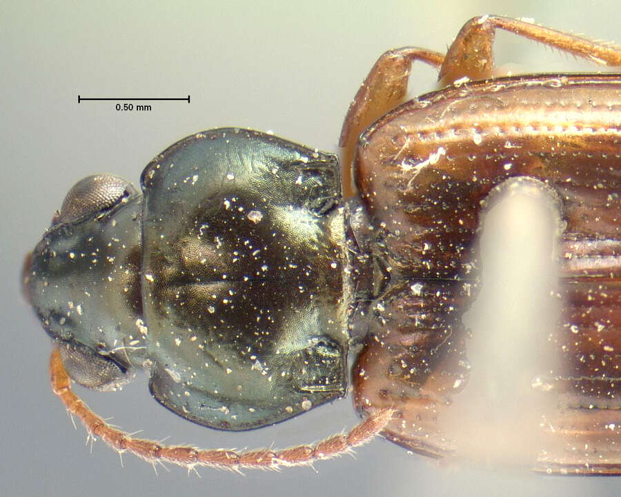 Image of Bembidion (Notaphus) aeneicolle (Le Conte 1847)