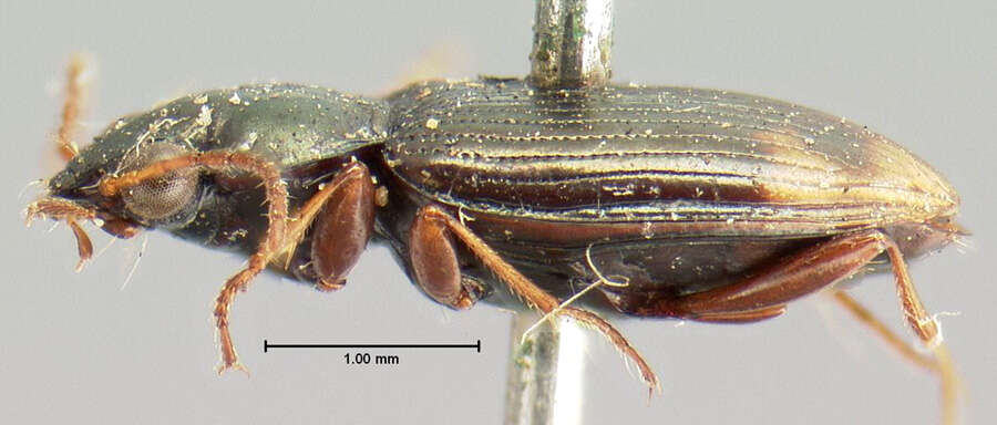 Plancia ëd Bembidion (Notaphus) rapidum (Le Conte 1847)