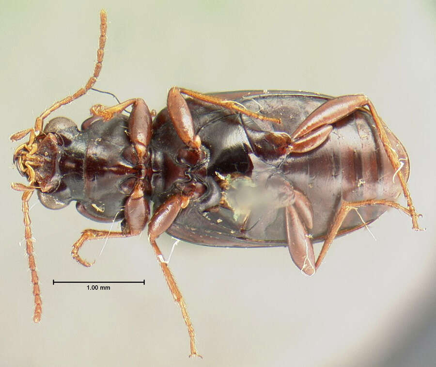 Plancia ëd Bembidion (Notaphus) rapidum (Le Conte 1847)