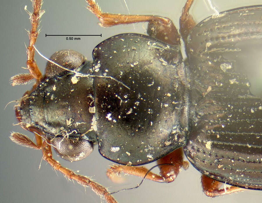 Plancia ëd Bembidion (Notaphus) rapidum (Le Conte 1847)