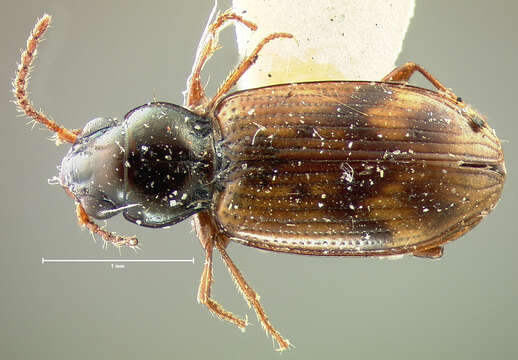 Image de Bembidion (Furcacampa) timidum (Le Conte 1847)