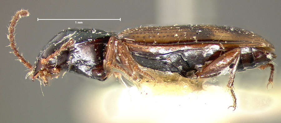 Plancia ëd Bembidion (Furcacampa) timidum (Le Conte 1847)