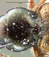 Plancia ëd Bembidion (Furcacampa) timidum (Le Conte 1847)