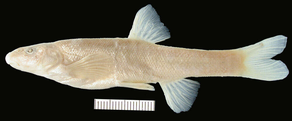 Image of Longnose Dace