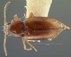 Image of Elaphropus (Barytachys) rapax (Le Conte 1852)