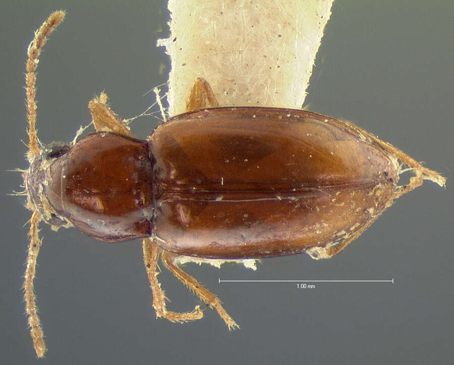 Image of Elaphropus (Barytachys) rapax (Le Conte 1852)