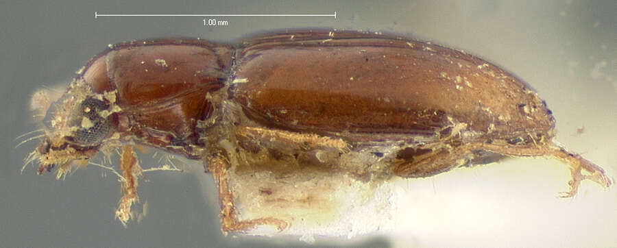 Слика од Elaphropus (Barytachys) rapax (Le Conte 1852)