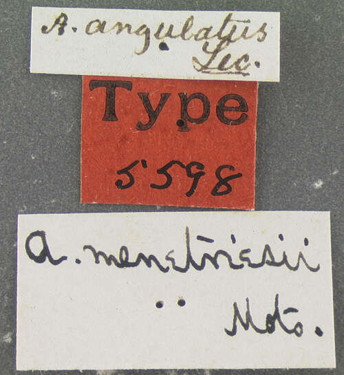 Pseudanophthalmus menetriesii menetriesi Motschulsky 1862的圖片