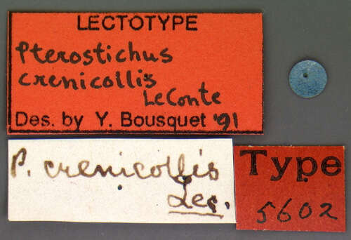 Image of Pterostichus (Hypherpes) crenicollis Le Conte 1873
